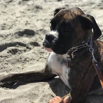 Dog Busters - Pet Training Near Me
