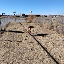 Holbrook Dog Park - Dry grass and poop