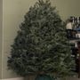 Photo of Tree Towne Christmas Trees
