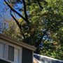 Photo of Northern Virginia Tree Experts