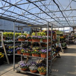 Carle Place Garden Center - Getting ready for spring with our wide selection of beautiful flowers