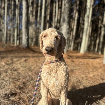 Tenasity Dog Training - Bob Marley - Pet Training Near Me Tenasity Dog Training - Bob Marley - Pet Training Near Me