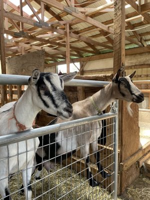 Lively Run Goat Dairy by null