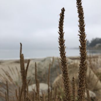 New Brighton Campground - Campgrounds Near Me - Aptos, California