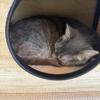 The Caffeinated Cat Cafe - Coffee & Tea Near Me - Grover Beach, California The Caffeinated Cat Cafe - Coffee & Tea Near Me - Grover Beach, California