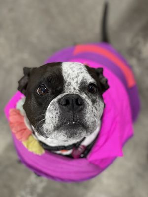 Photo of Page Cellars - Woodinville, WA, US. a black and white dog wearing a pink sweater