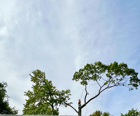 Kings County Tree Service