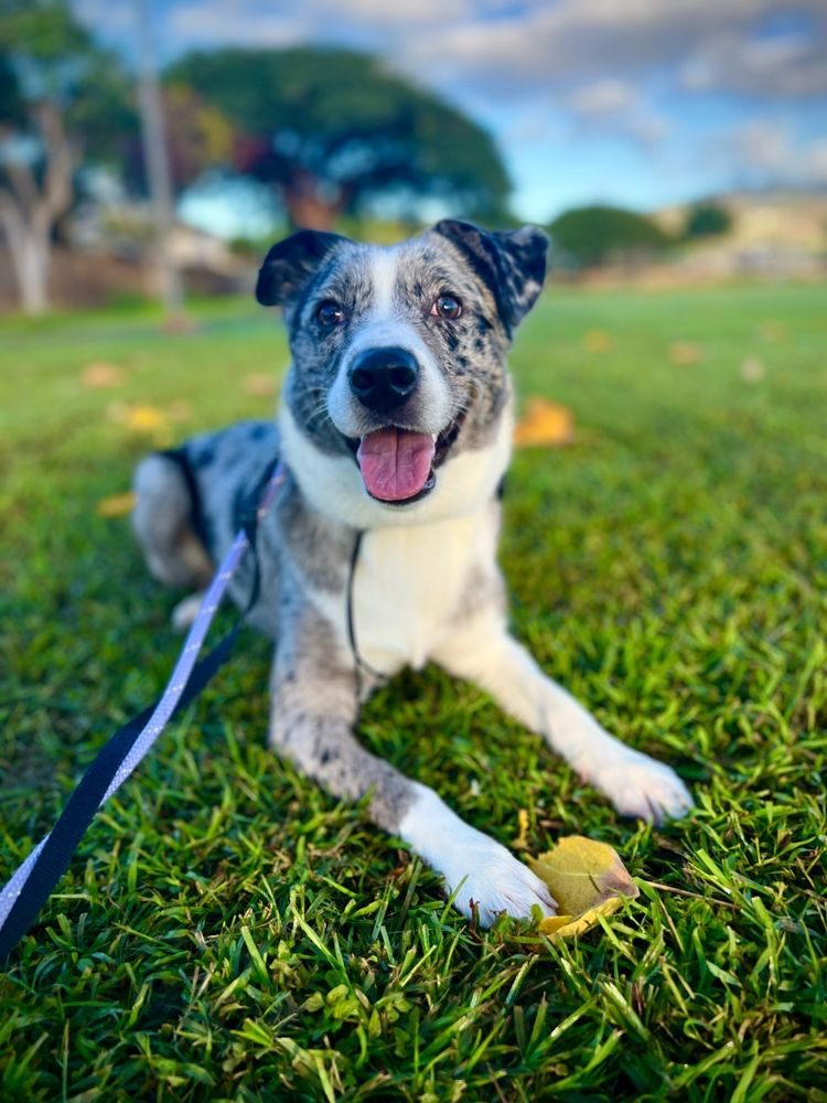 ISLAND DOG OBEDIENCE Updated September 2024 645 Photos & 206