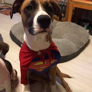 Fur-Ever Paws Dog Rescue - Animal Shelters Near Me