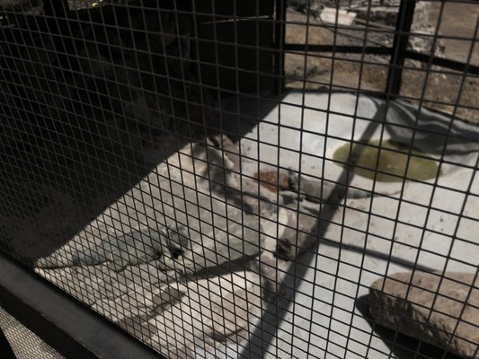 Restaurante Las Cañadas by null