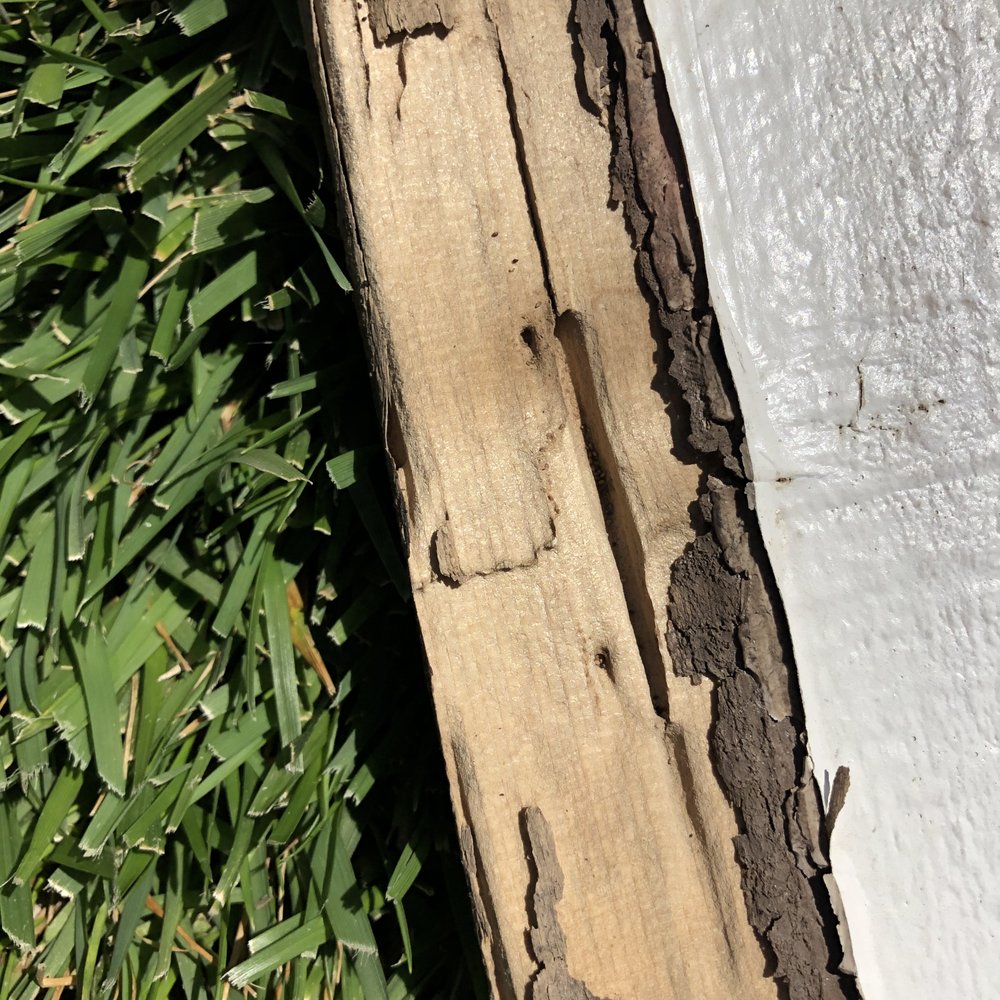 Terminix - Pest Control Near Me - Ventura, California Terminix - Pest Control Near Me - Ventura, California