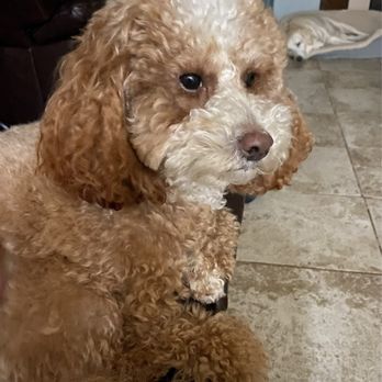 Jules Veterinary Center - Here he is with a trimmed face and body. I love how she shapes his face. - Veterinarians Near Me - Tracy, California
