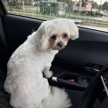 Gabby's Glamour Pets Mobile Grooming - Pet Groomers Near Me Gabby's Glamour Pets Mobile Grooming - Pet Groomers Near Me