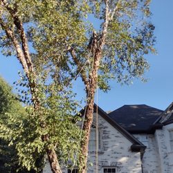 Black Label Tree - Tree Service