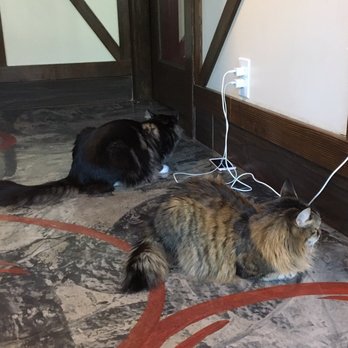 Seattle Meowtropolitan - cute - Themed Cafes Near Me - Seattle, Washington Seattle Meowtropolitan - cute - Themed Cafes Near Me - Seattle, Washington