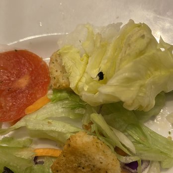 Olive Garden Italian Restaurant - BUGS!!! - Italian Near Me - Irving, Texas Olive Garden Italian Restaurant - BUGS!!! - Italian Near Me - Irving, Texas