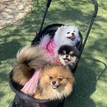 Tiny Paws RMV - Pet Sitting Near Me Tiny Paws RMV - Pet Sitting Near Me