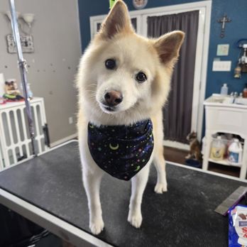 Doggy Doo's Grooming - Pet Groomers Near Me Doggy Doo's Grooming - Pet Groomers Near Me