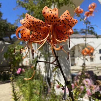 Pacific House Museum - Museums Near Me - Monterey, California Pacific House Museum - Museums Near Me - Monterey, California