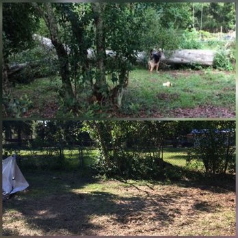 Misty's Tree Service - 50 ft +) oak tree had fallen completely across clients backyard!! Removed tree and debris - Tree Services Near Me Misty's Tree Service - 50 ft +) oak tree had fallen completely across clients backyard!! Removed tree and debris - Tree Services Near Me