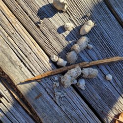 Bog Walk - What kind of scat? Dog?