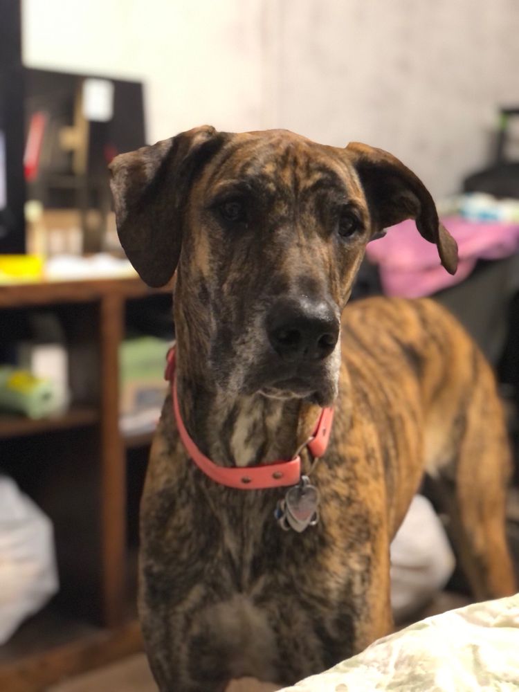 MUDDY MUTT & MERCANTILE Updated August 2024 28 Photos 408 N