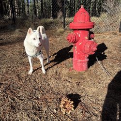 Bijou Dog Park - Bodhi at bijou just a day after the snow has mostly melted.