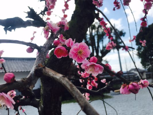 Karatsu Castle by null