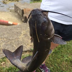 Bob White Club - Catfish