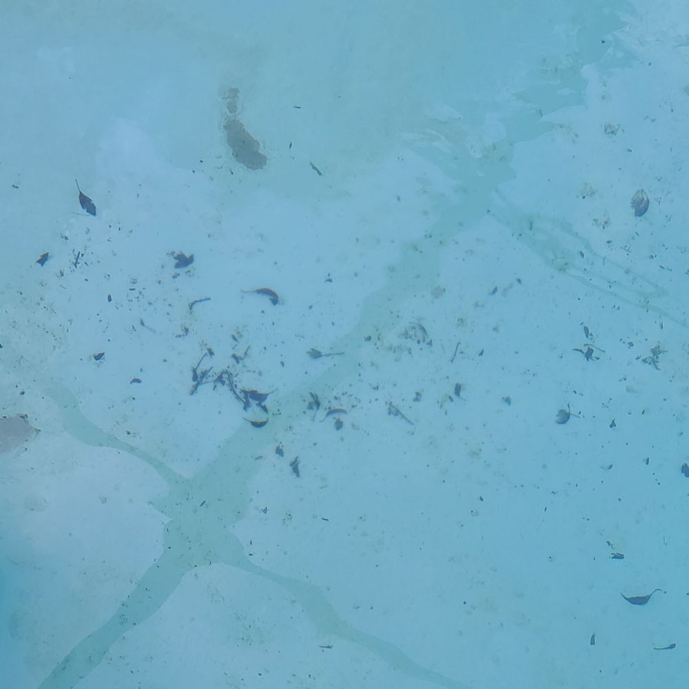 Turtle tracks pools - Pool Cleaners Near Me Turtle tracks pools - Pool Cleaners Near Me