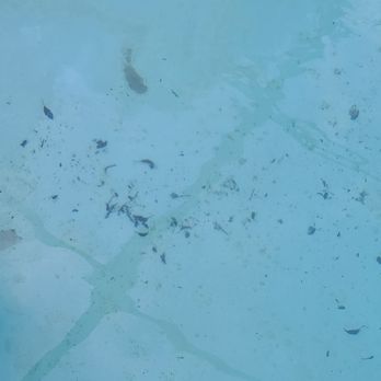 Turtle tracks pools - Pool Cleaners Near Me Turtle tracks pools - Pool Cleaners Near Me