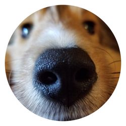 Tefani & So Dogcare