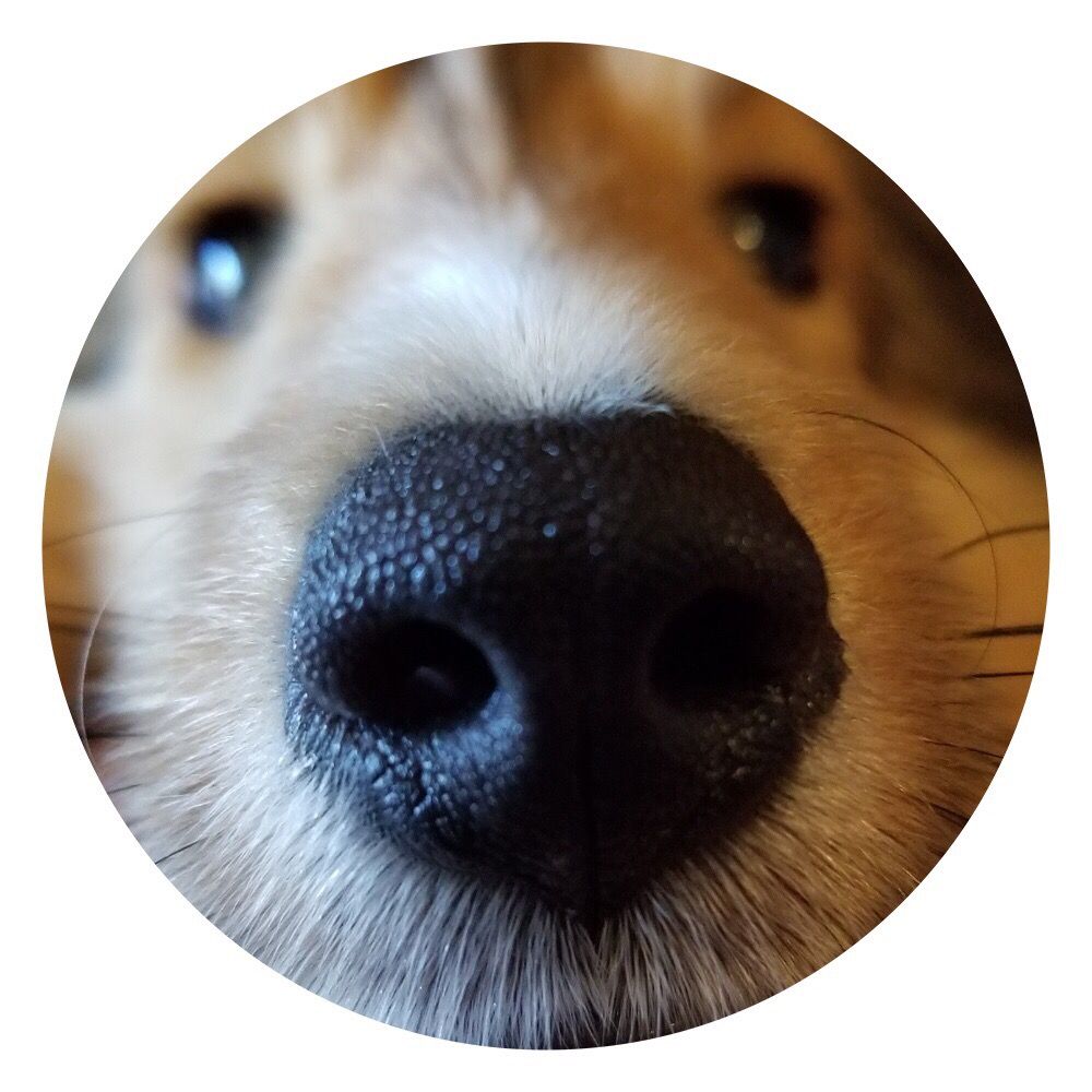 Tefani & So Dogcare - pet boarding facility in Lake Shore, CA