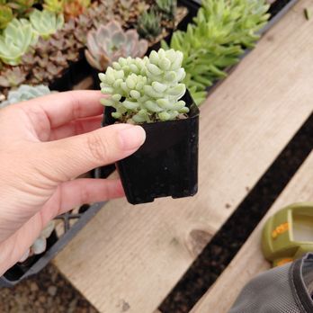 OC Succulents - Nurseries & Gardening Near Me - Irvine, California