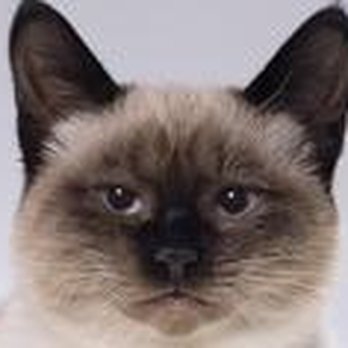 BeBe's Maid - Pet Sitting Near Me - Floral City, Florida BeBe's Maid - Pet Sitting Near Me - Floral City, Florida
