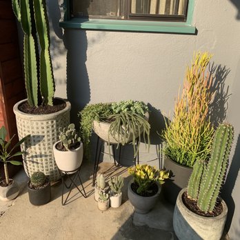 Venice Plants - Some of the plants we bought from Venice plants today! We also got two citrus trees and many other little cacti! Huge selection! - Nurseries & Gardening Near Me - Venice, California Venice Plants - Some of the plants we bought from Venice plants today! We also got two citrus trees and many other little cacti! Huge selection! - Nurseries & Gardening Near Me - Venice, California
