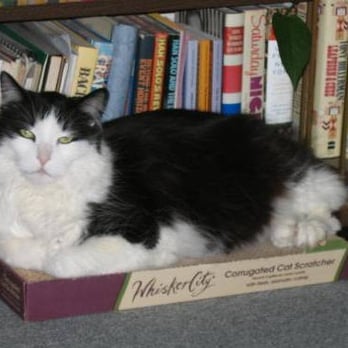 Felines & Canines - Leonis - Animal Shelters Near Me - Chicago, Illinois
