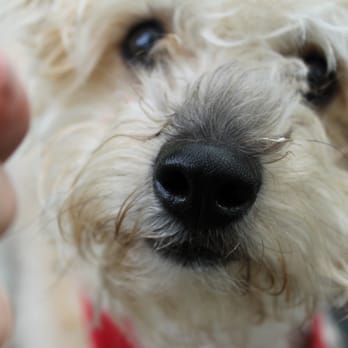 Bark & Bone - Astoria dog walking - Dog Walkers Near Me - Astoria, New York