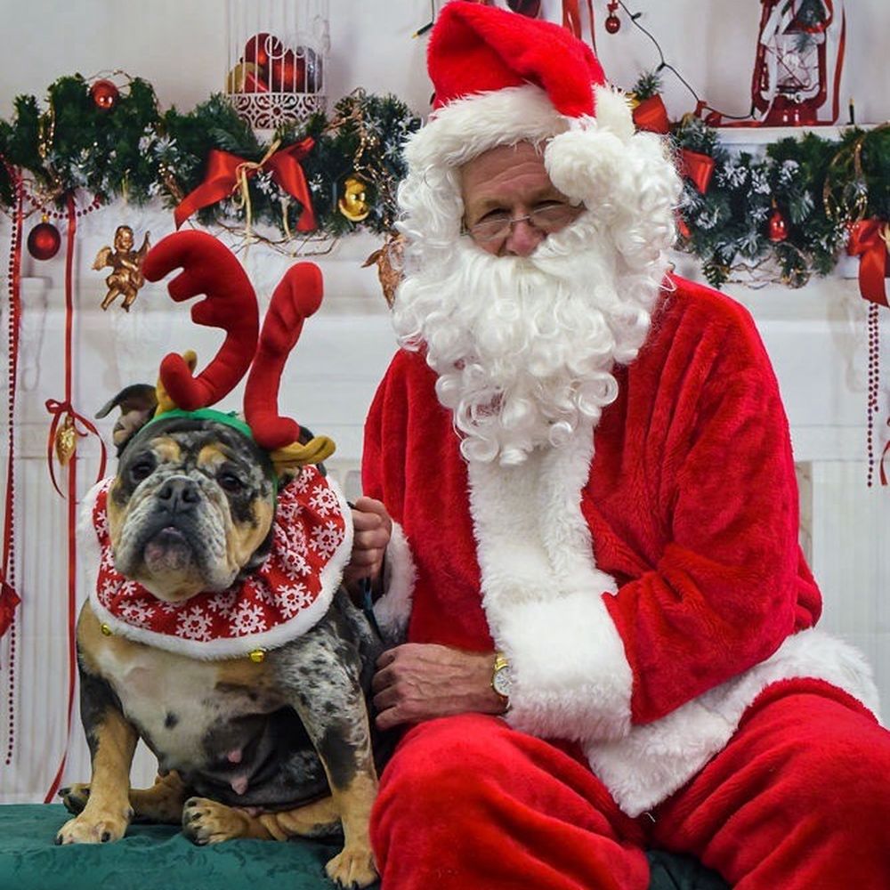 Pet Food Express - Dog and Santa - Pet Stores Near Me - Sacramento, California Pet Food Express - Dog and Santa - Pet Stores Near Me - Sacramento, California