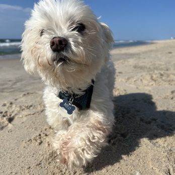 Wave Veterinary Emergency - Milo enjoying the beach and the sun - Veterinarians Near Me - Water Mill, New York Wave Veterinary Emergency - Milo enjoying the beach and the sun - Veterinarians Near Me - Water Mill, New York