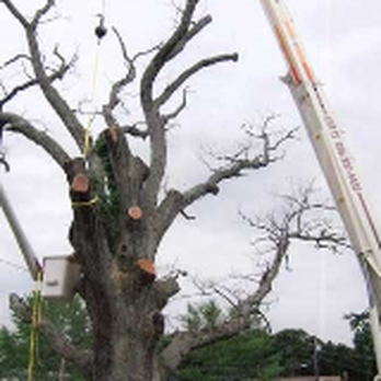 Canning's Tree Service - Canning's Tree Service - Tree Services Near Me - Sewell, New Jersey Canning's Tree Service - Canning's Tree Service - Tree Services Near Me - Sewell, New Jersey