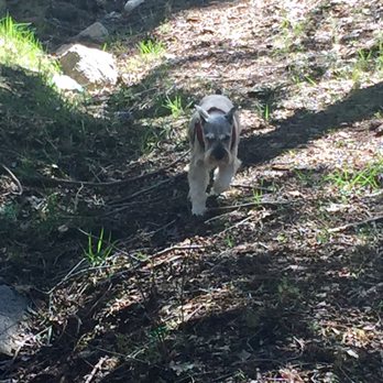 Head To Tail - Strutting his new cut in the woods... - Pet Groomers Near Me - Crestline, California