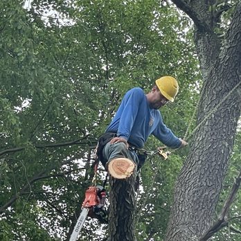 Najera Tree Services - Tree removal - Tree Services Near Me - Dedham, Massachusetts