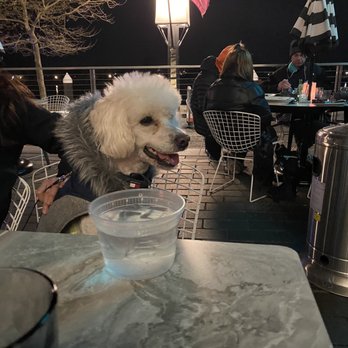 The Grill - Our dog was well received and he even got a little bowl of water ( thank you ) - American Near Me - Washington, DC, District of Columbia