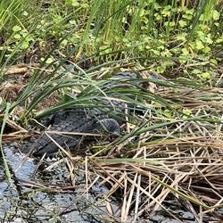 Gator Bait Airboat Adventure Tours