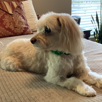 Suite 16 Grooming Salon - Honey - Pet Groomers Near Me - Chandler, Arizona