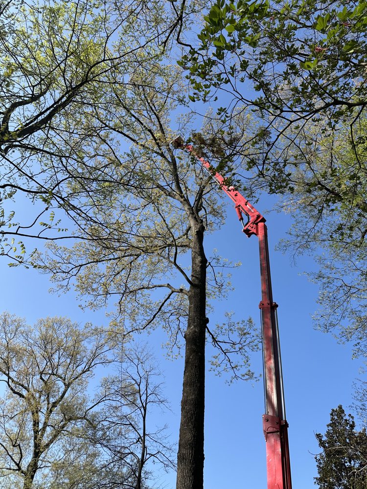 Arbor MD Tree Care - tree service in Memphis, TN