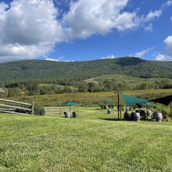Vineyard view