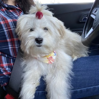 Posh Puppies - Pet Groomers Near Me - Oak Harbor, Washington Posh Puppies - Pet Groomers Near Me - Oak Harbor, Washington