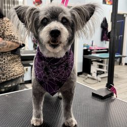 For the Love of Dogs Pet Boutique & Grooming